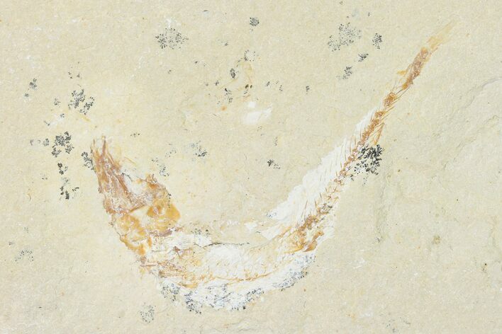 Cretaceous Fossil Fish (Gaudryella) - Lebanon #162806